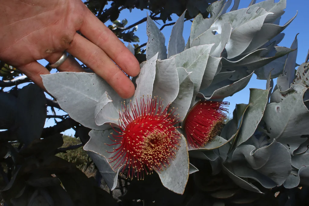 Eucalyptus Macrocarpa