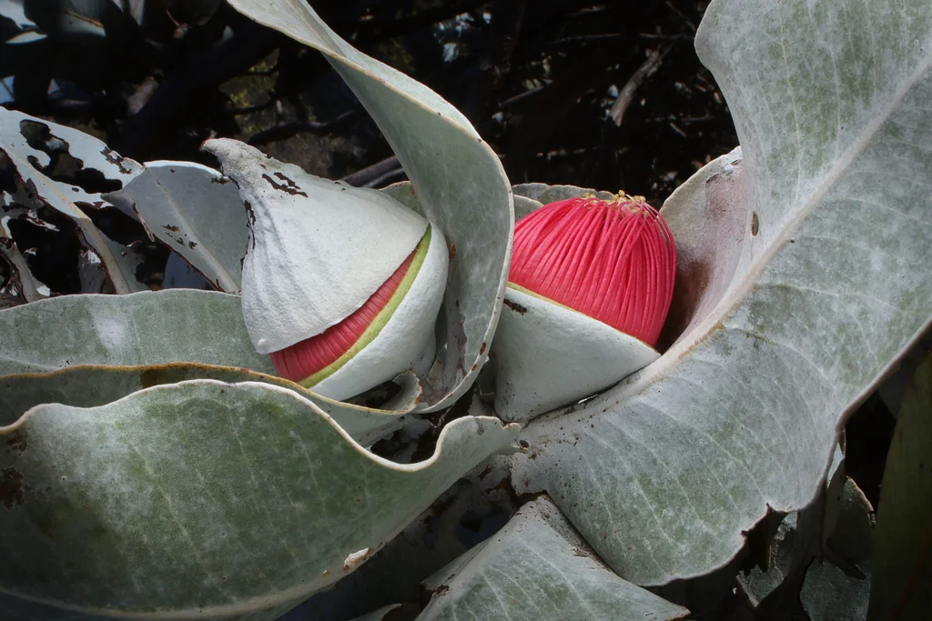 Eucalyptus Macrocarpa