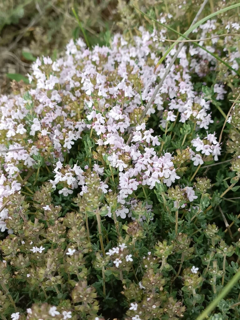 Thymus Vulgaris