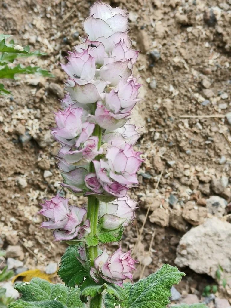 Salvia Sclarea