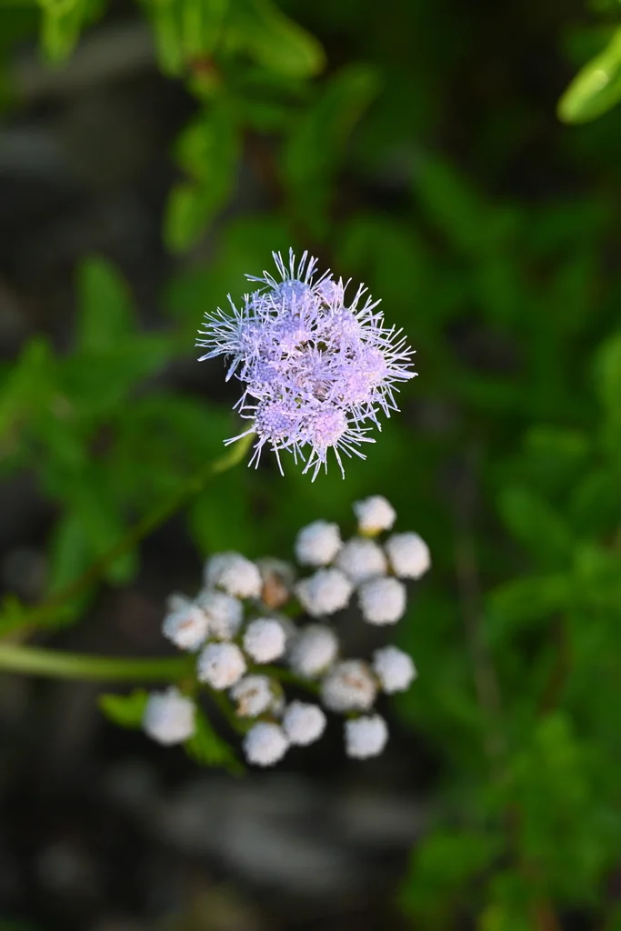Conoclinium Greggii
