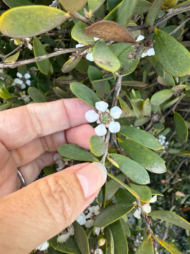 Leptospermum Laevigatum