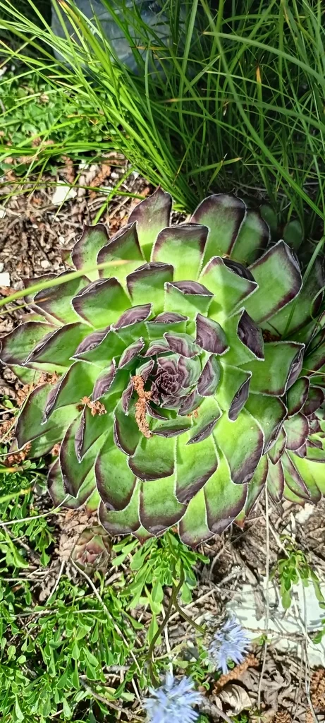Sempervivum Tectorum