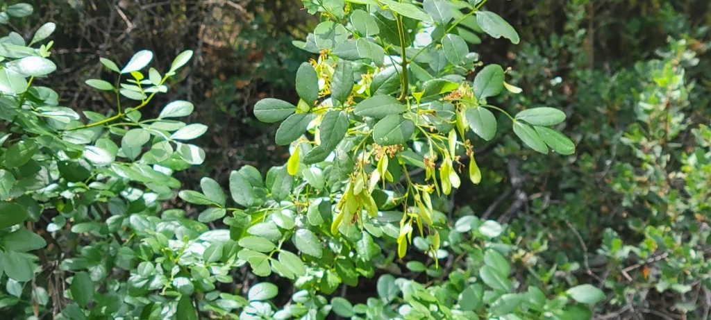 Fraxinus Dipetala