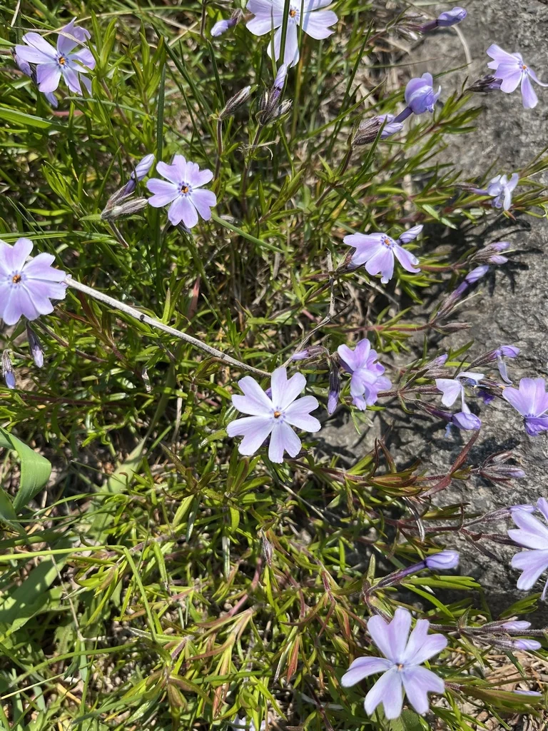 Phlox Subulata