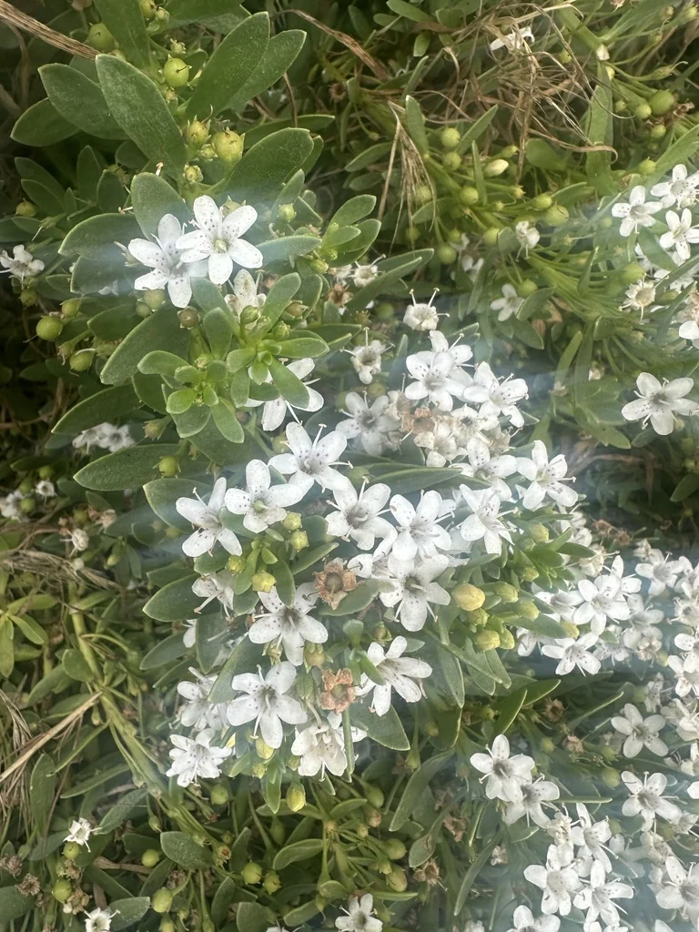 Myoporum Parvifolium