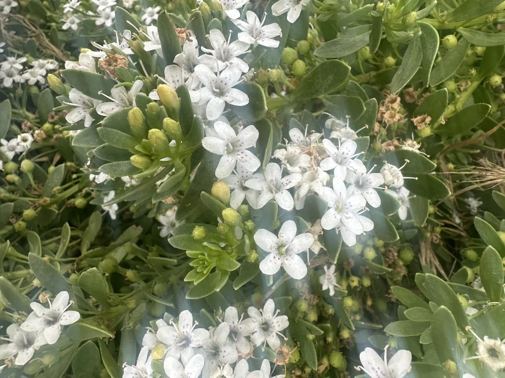 Myoporum Parvifolium