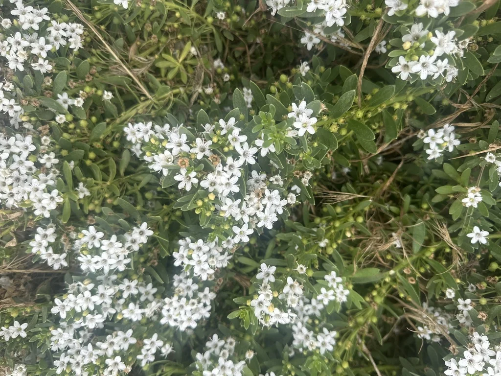Myoporum Parvifolium