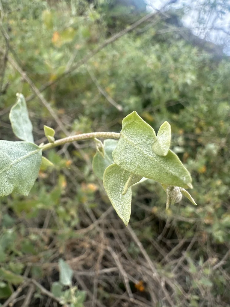 Atriplex Lentiformis