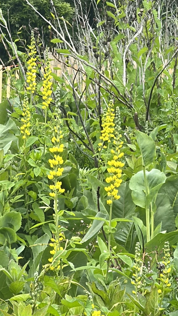 Thermopsis Caroliniana