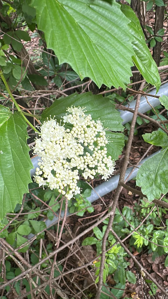 Viburnum Dentatum