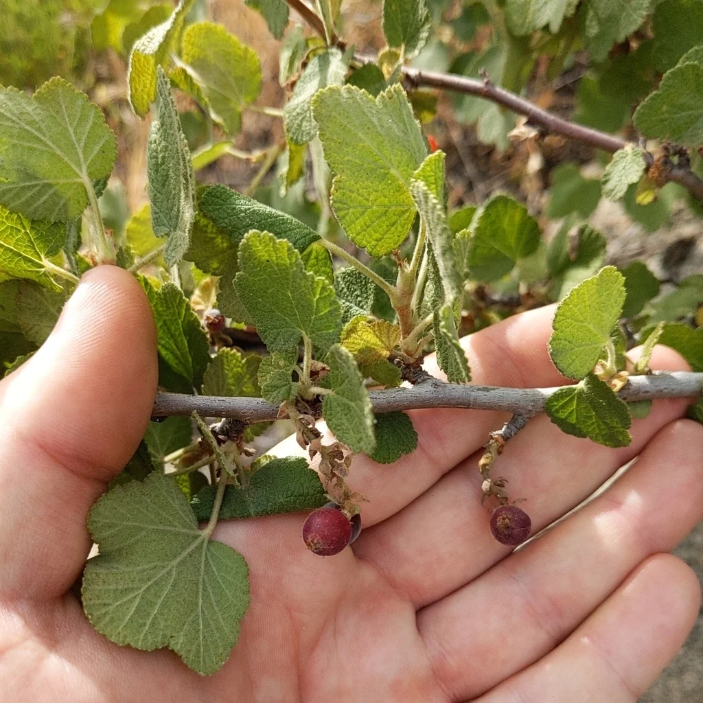 Ribes Indecorum