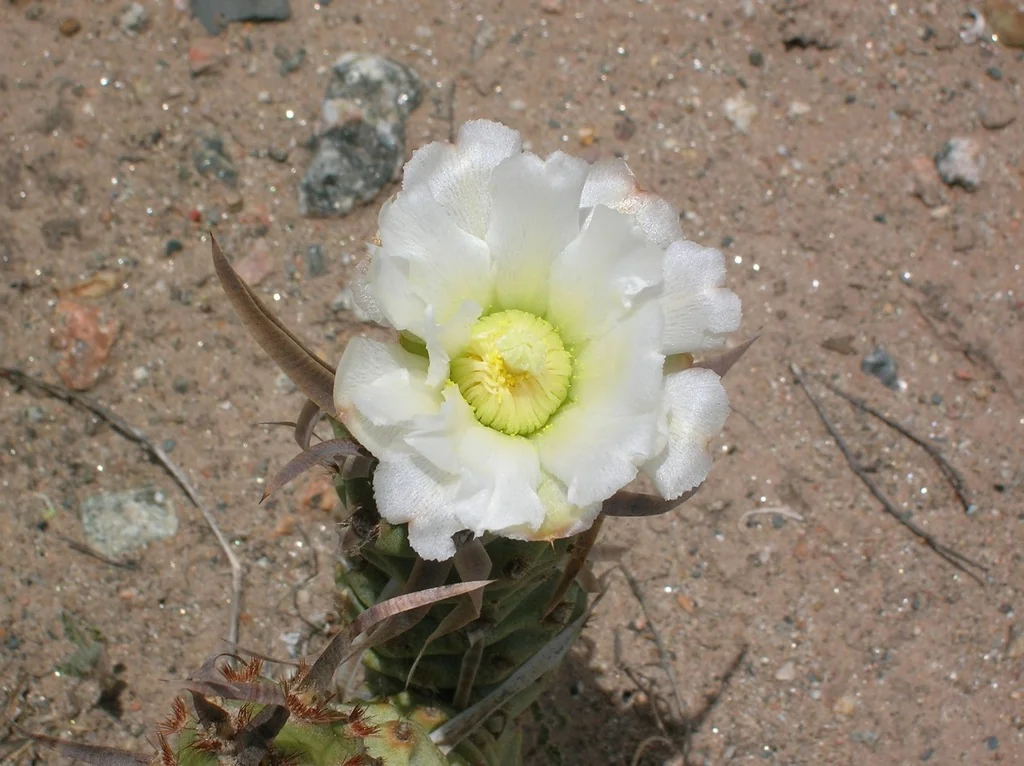 Tephrocactus Articulatus