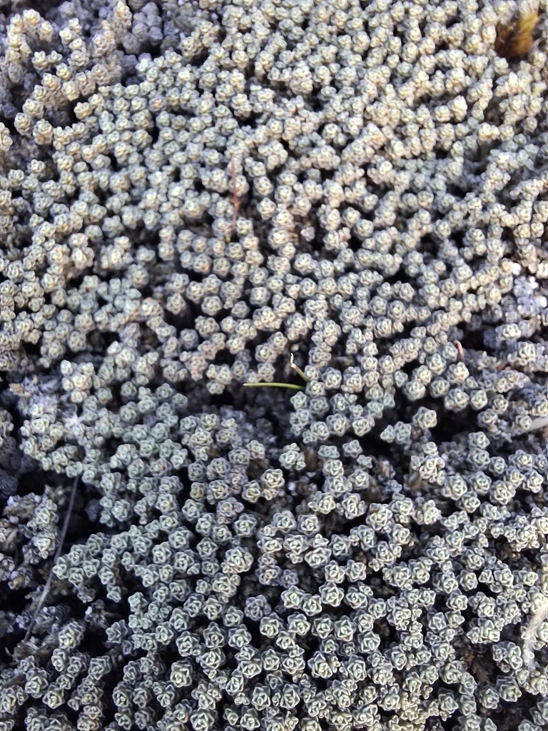 Raoulia Australis