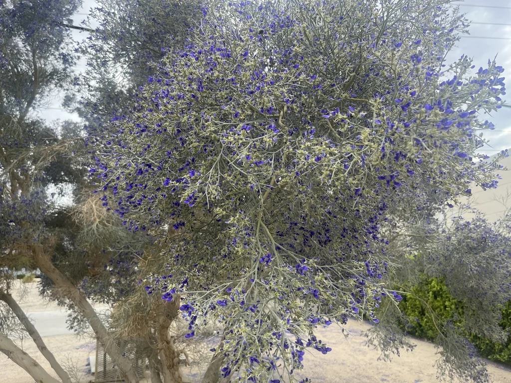 Psorothamnus Spinosus