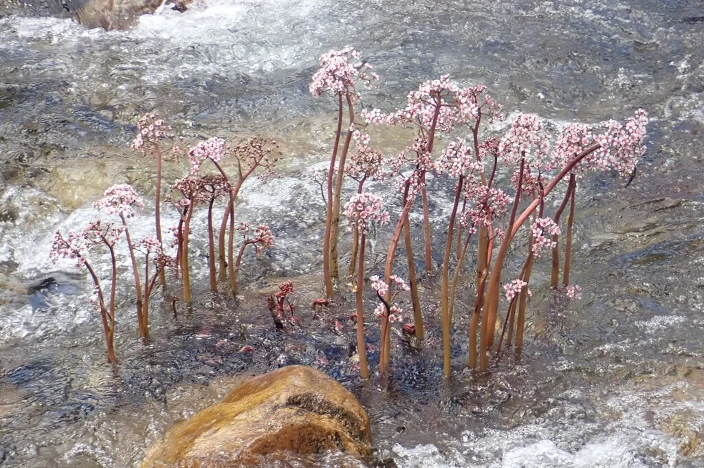 Darmera Peltata