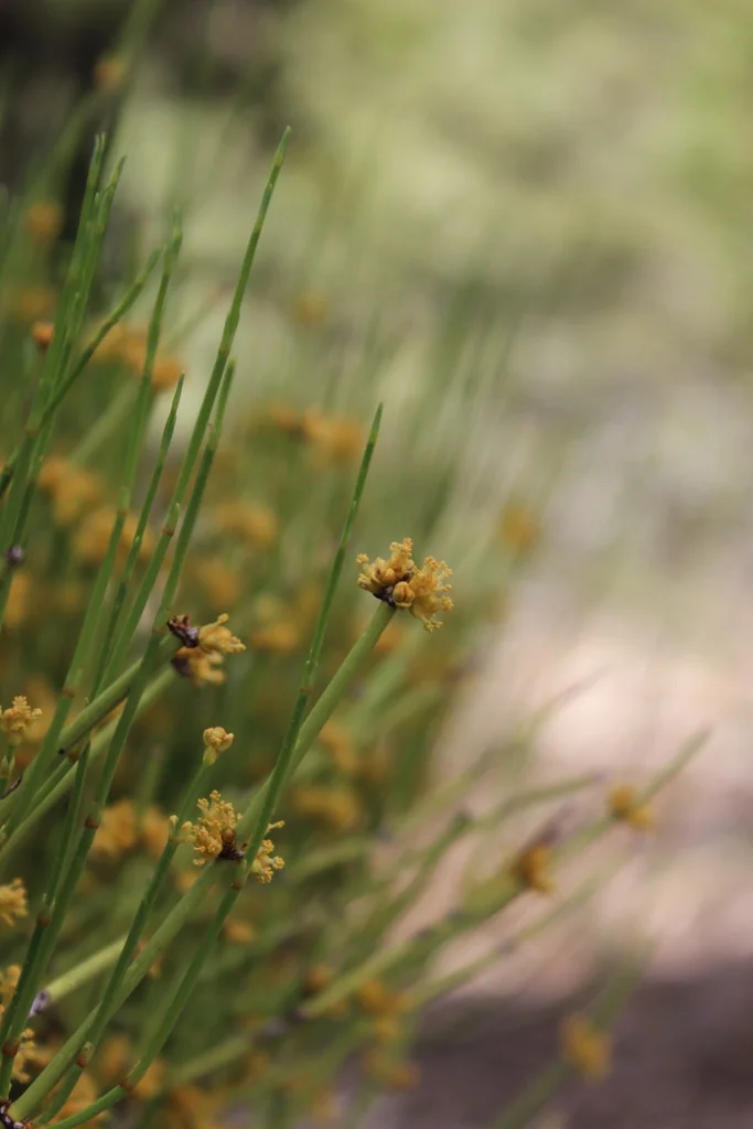 Ephedra Viridis