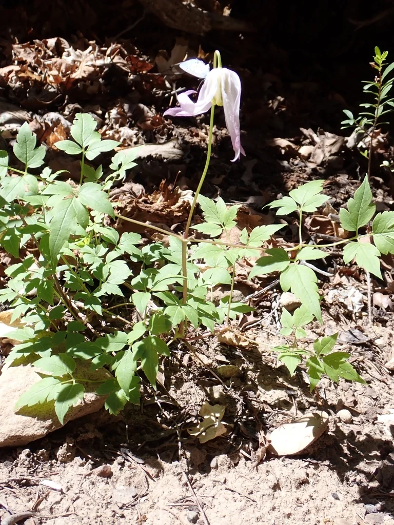 Clematis Columbiana