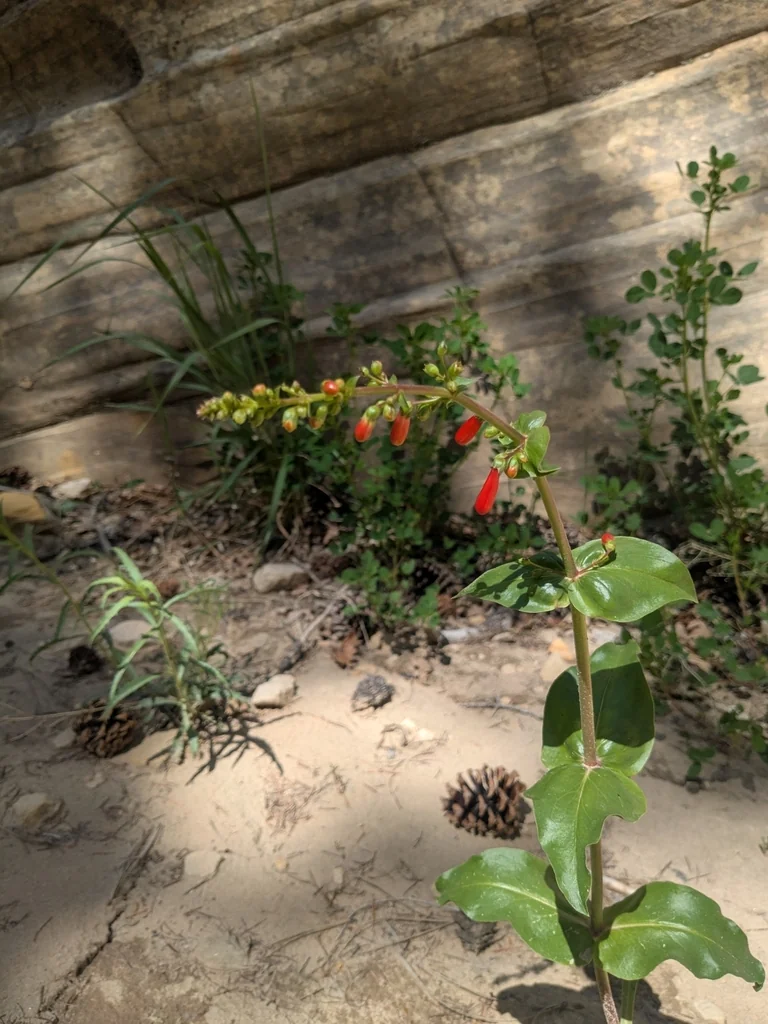 Penstemon Eatonii
