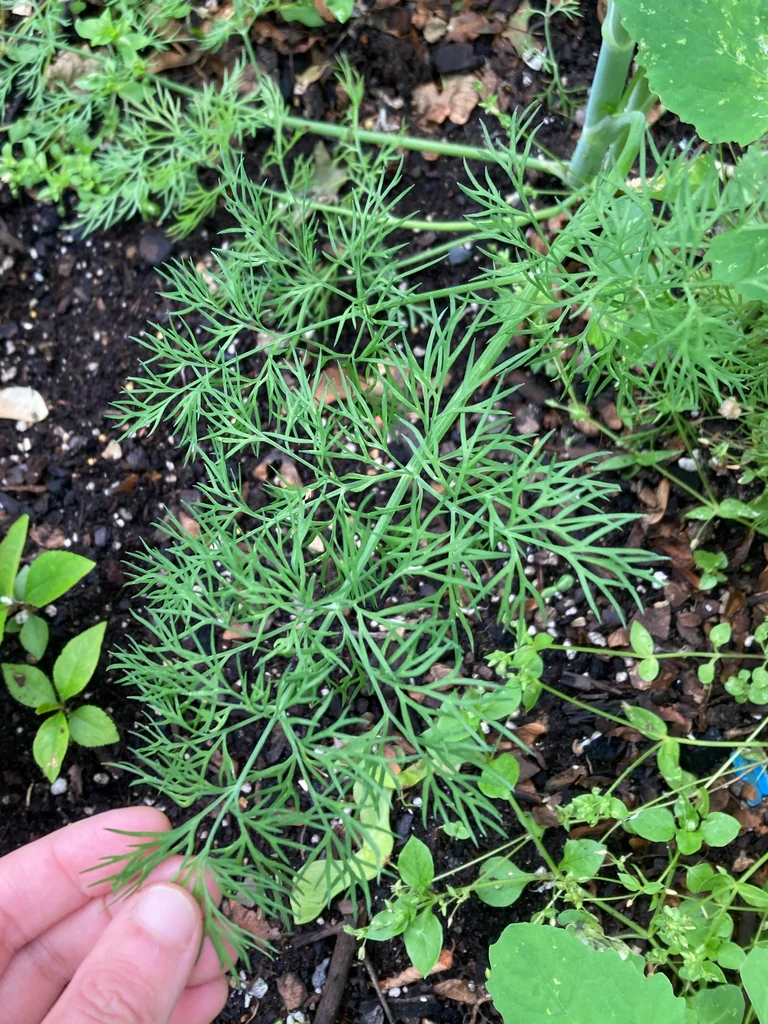 Anethum Graveolens
