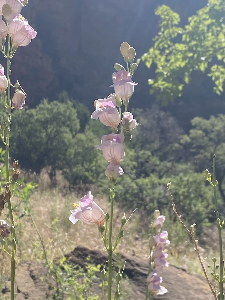 Penstemon Palmeri