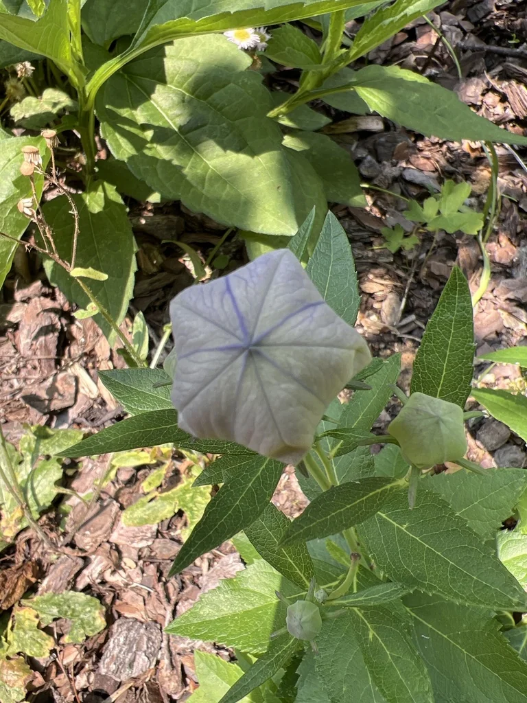 Platycodon Grandiflorus