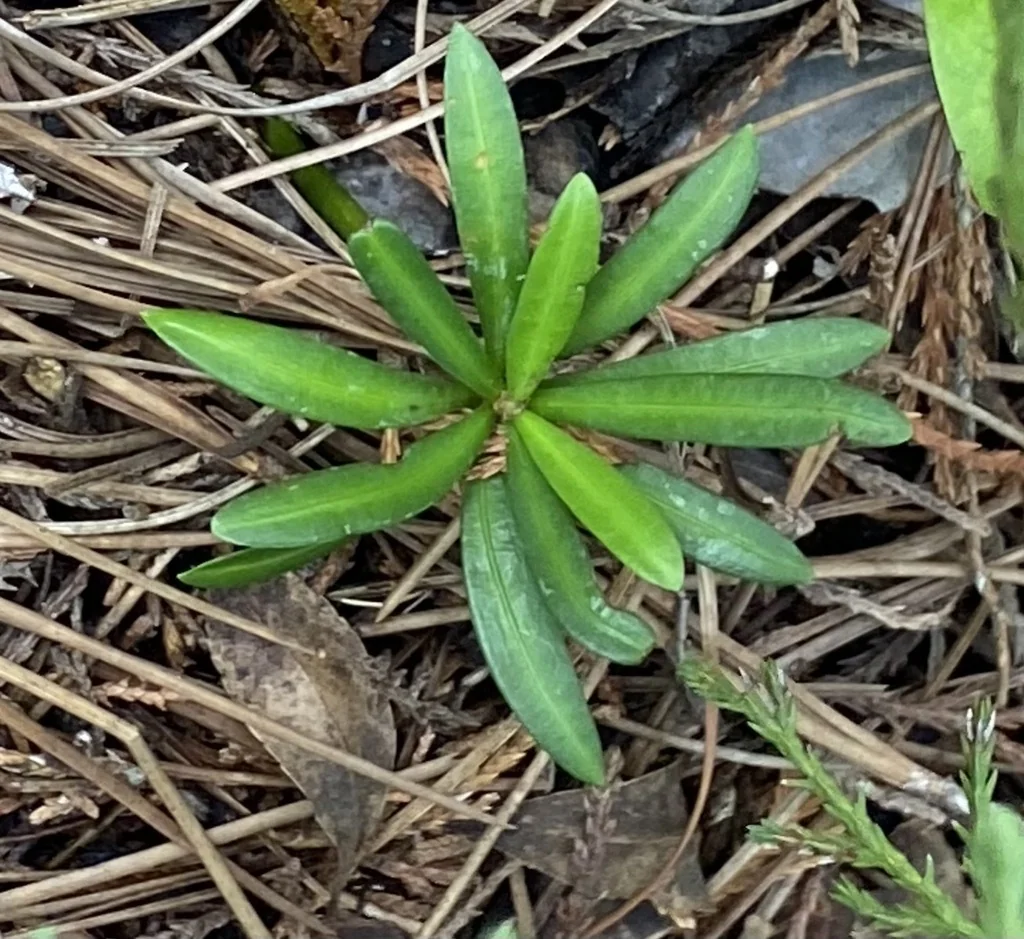 Podocarpus Macrophyllus