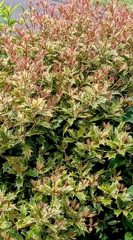 Osmanthus Heterophyllus