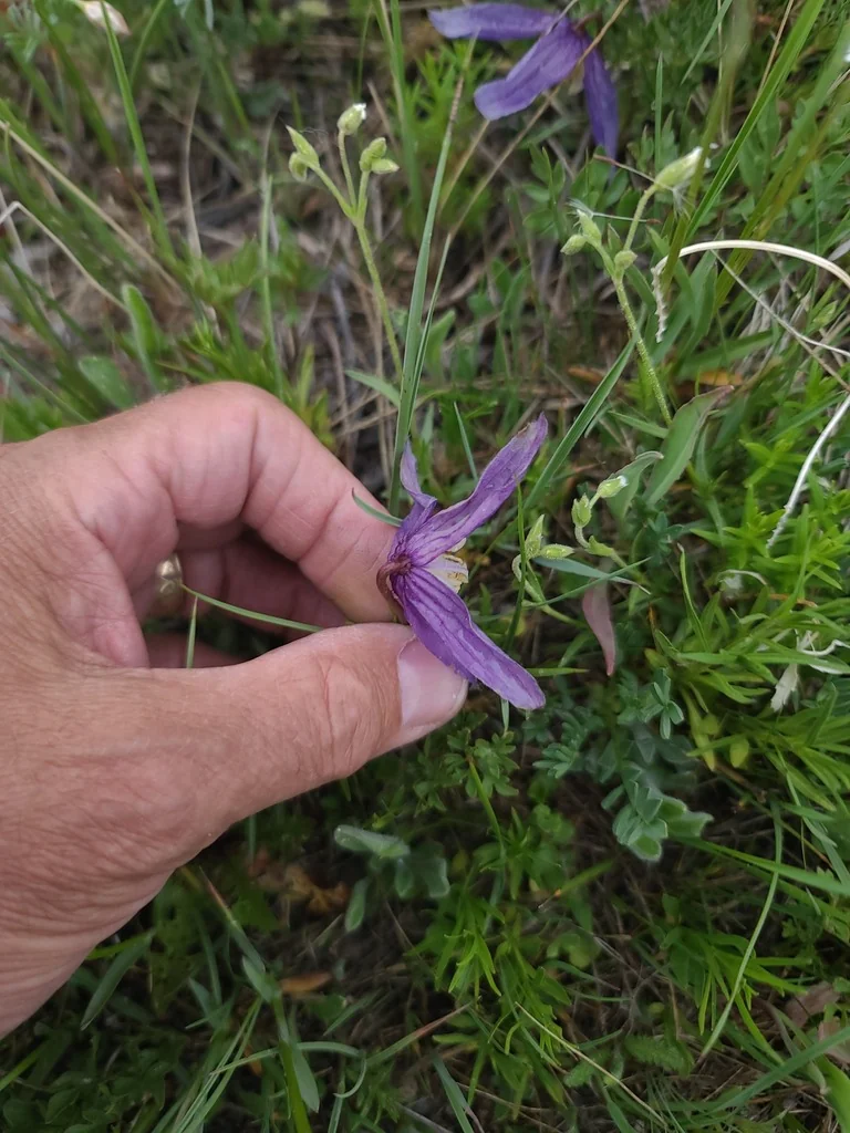 Clematis Columbiana