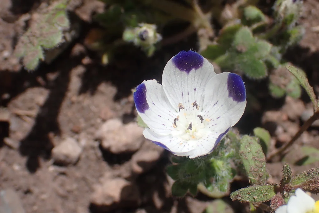 Nemophila Maculata