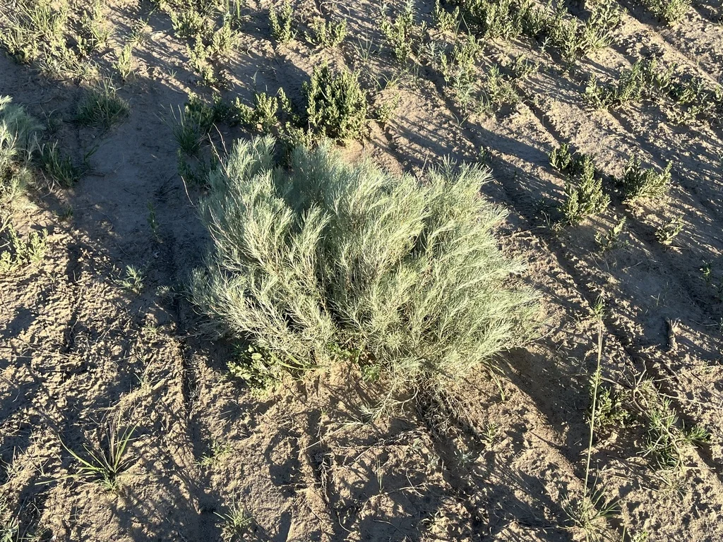 Artemisia Filifolia