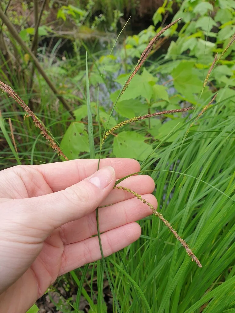 Carex Stricta