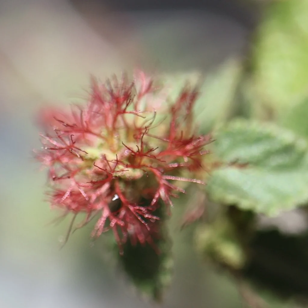 Acalypha Californica