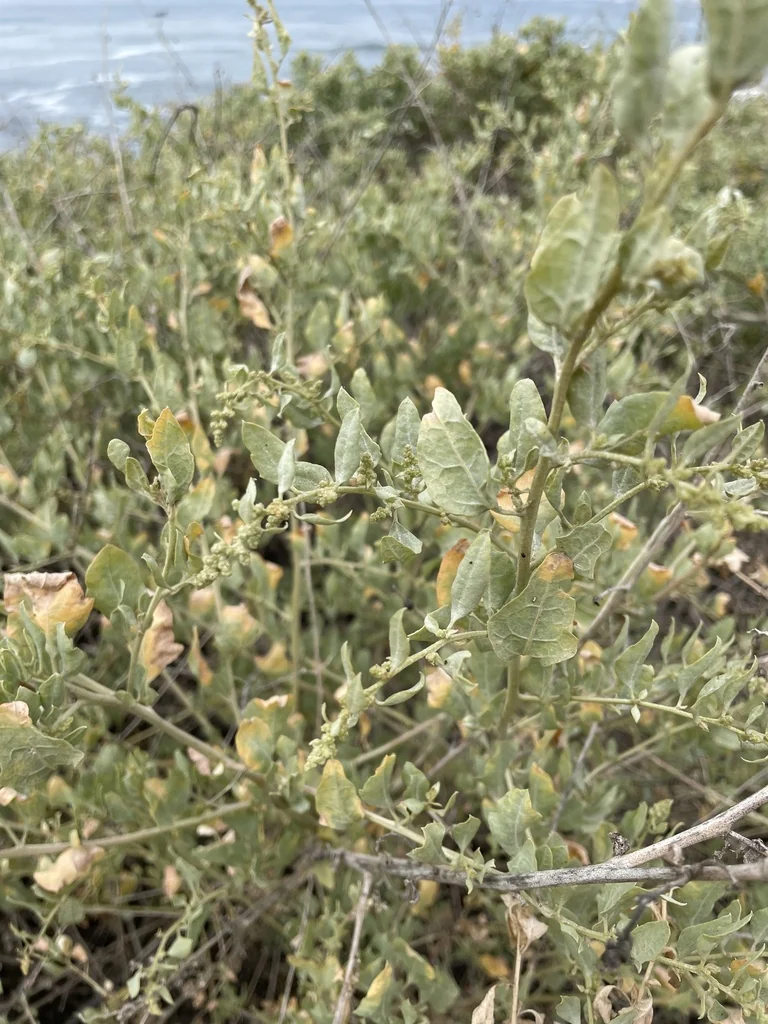 Atriplex Lentiformis