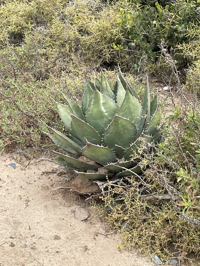 Agave Shawii