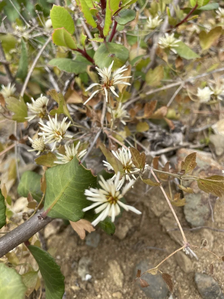 Clematis Pauciflora