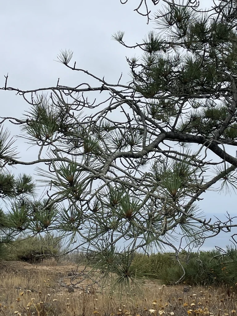 Pinus Torreyana