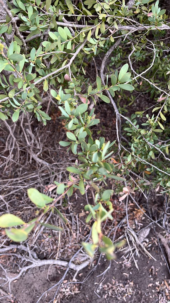 Leptospermum Laevigatum