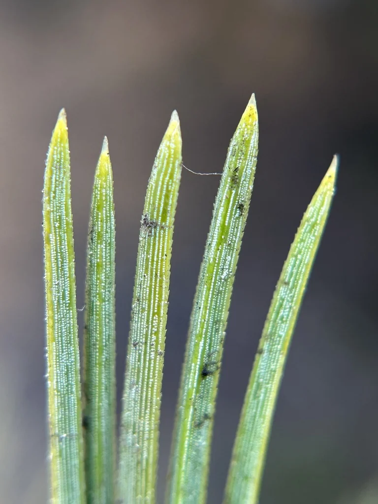 Pinus Torreyana