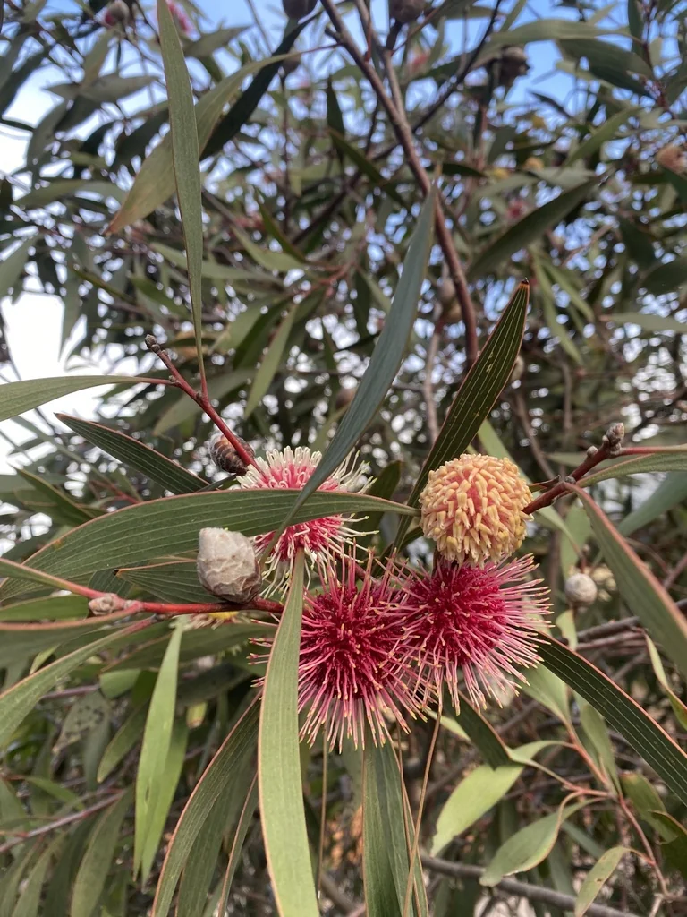 Hakea Laurina