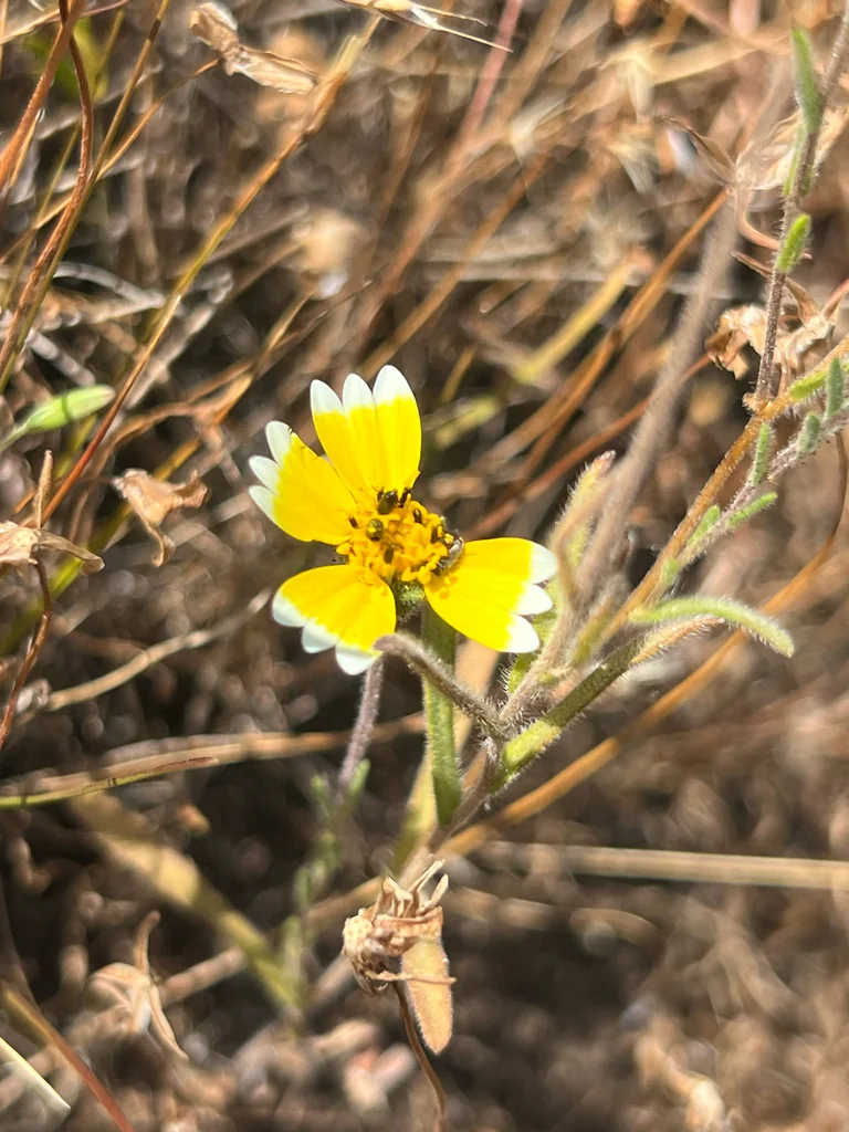 Layia Platyglossa