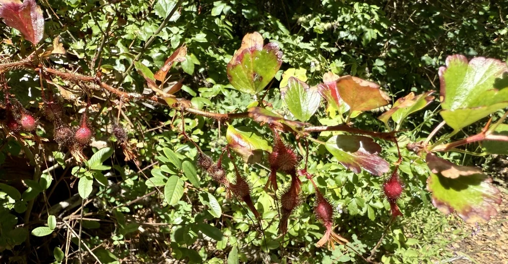 Ribes Speciosum