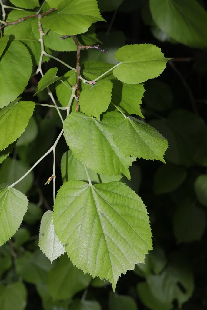 Tilia Tomentosa