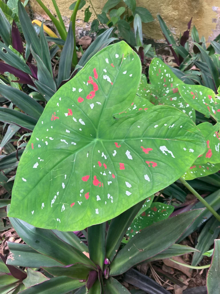 Caladium hortulanum