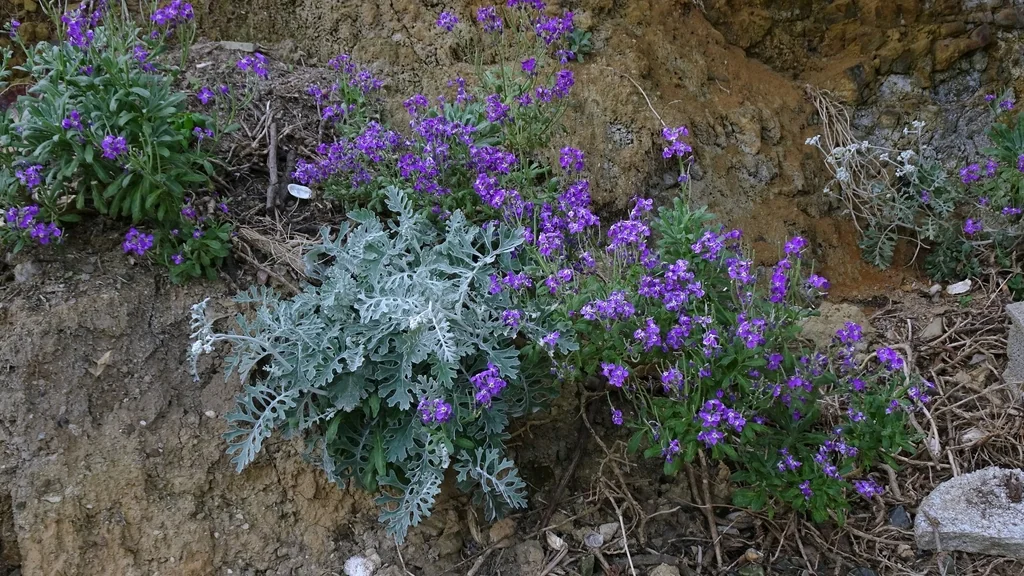 Matthiola Incana