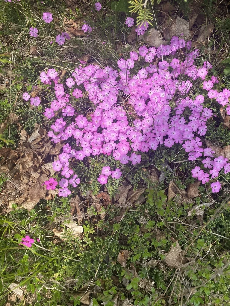 Phlox Subulata
