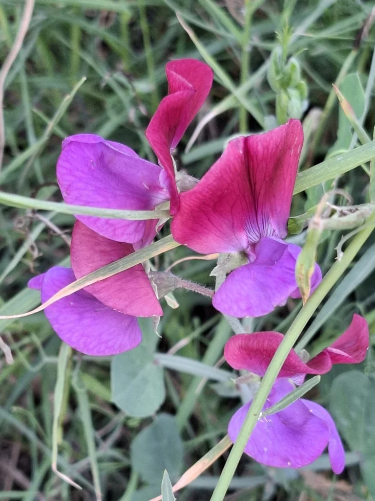 Lathyrus Odoratus