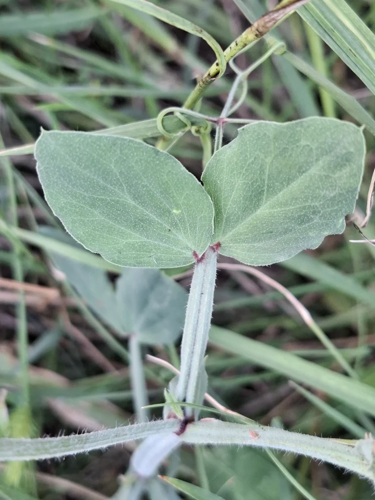 Lathyrus Odoratus