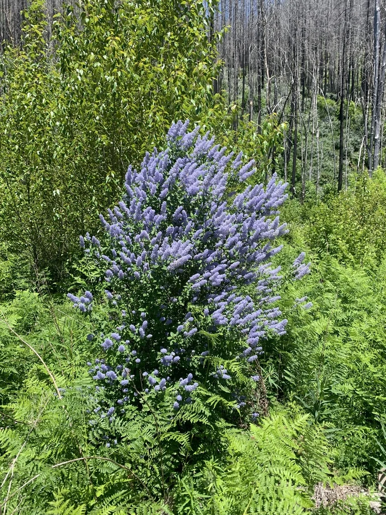 Ceanothus Integerrimus
