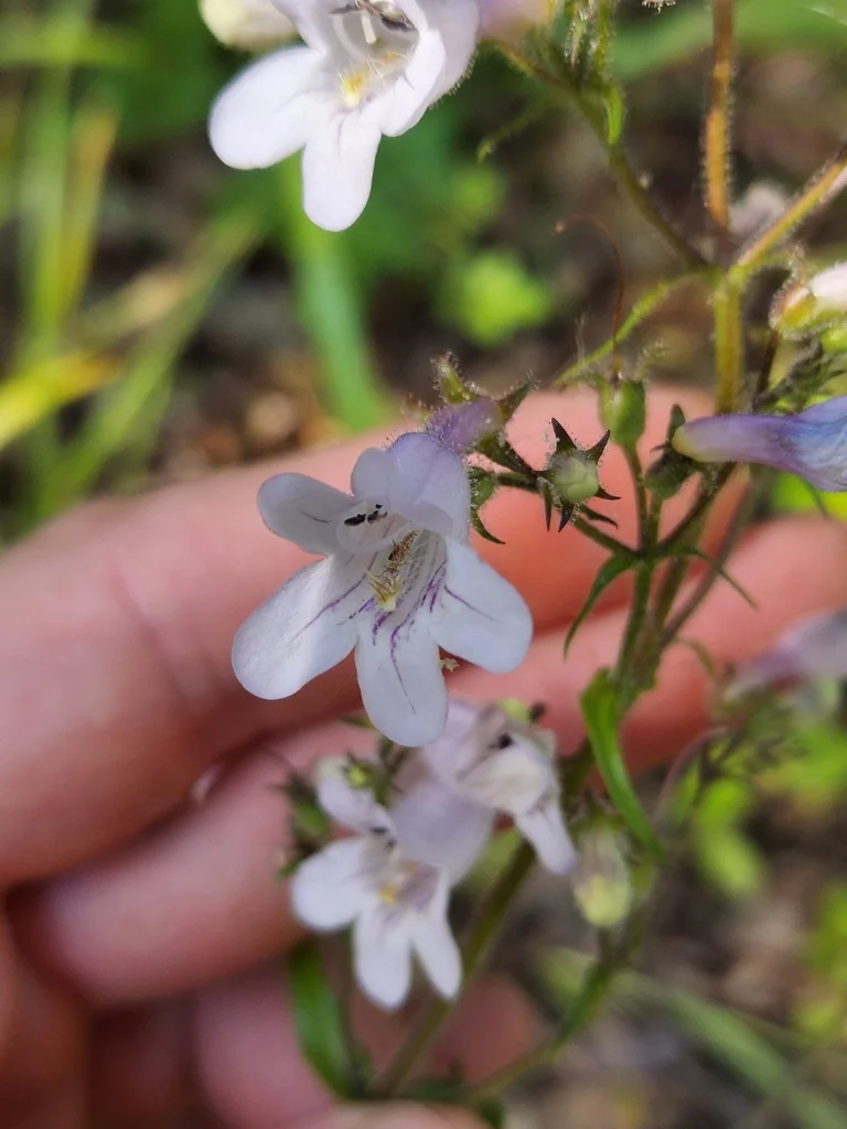 Penstemon Laevigatus